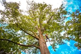 Professional Tree Services in Johnson City, KS