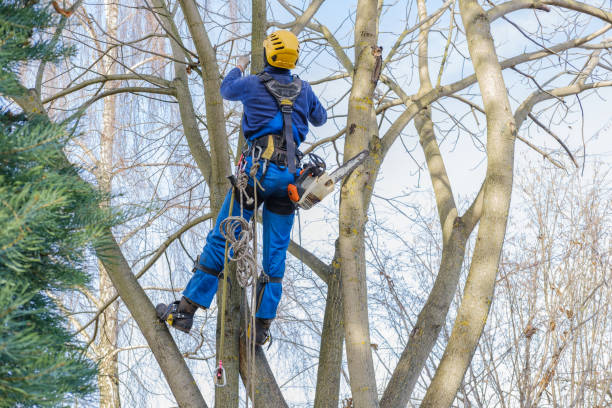 How Our Tree Care Process Works  in  Johnson City, KS